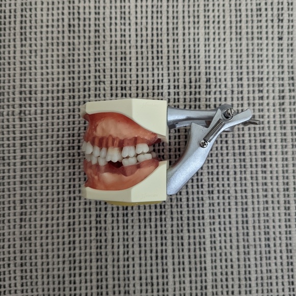 Typodont - Picture 3 of 7